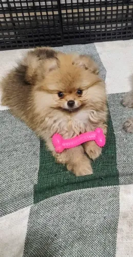Filhote Lulu da pomerânia 