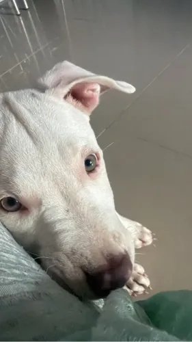 Doação de cachorro 