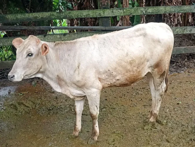 Vende -se 4 bezerras 