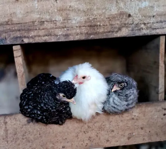 Frangos de galinha sedosa