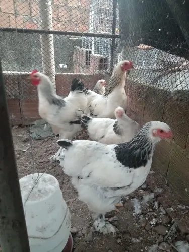 Galinhas Brama