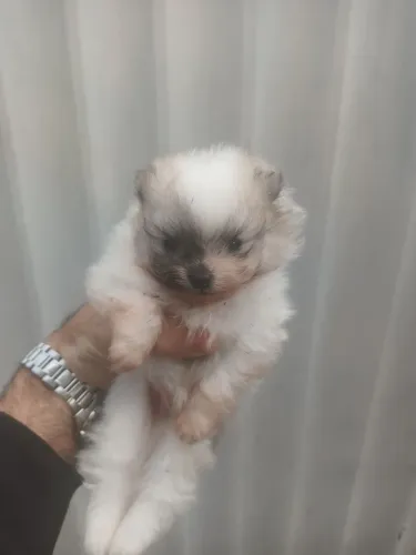 Spitz alemão 