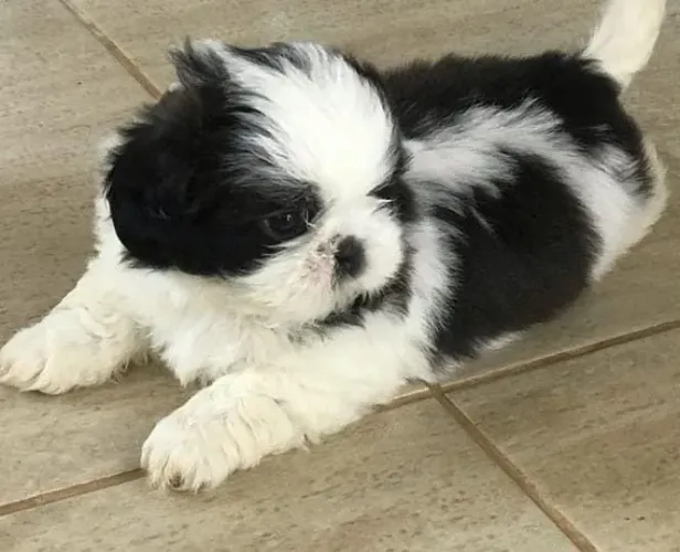 Shihtzu fêmea preta com branco