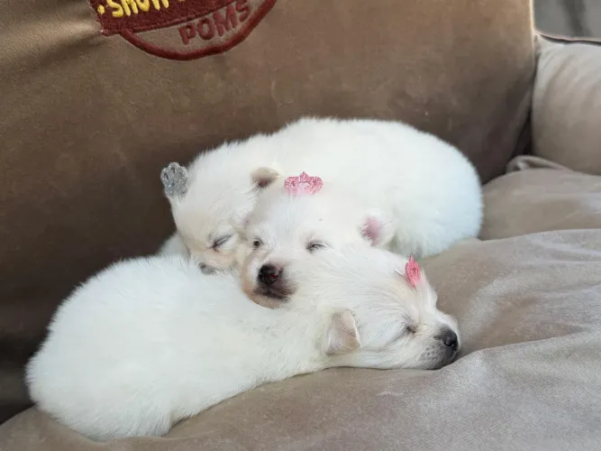 ? RESERVE SEU SPITZ ALEMÃO ANÃO! ? Garanta já o seu novo companheiro de quatro patas. ?