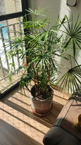 Palmeira Ráfis (Rhapis excelsa) grande com vaso de cerâmica