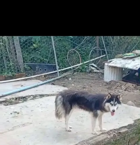 vende se essa cachorrinha