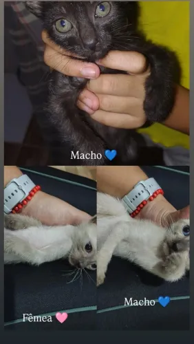 Gatinho para adoção responsável