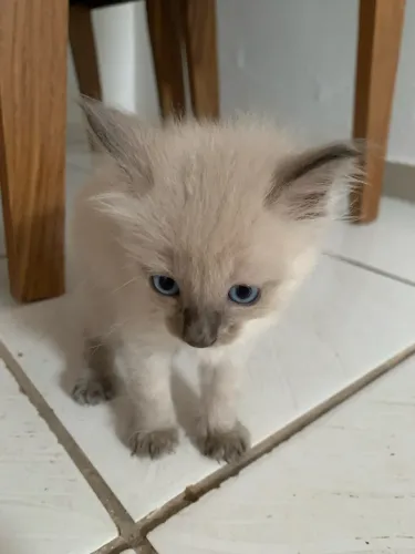 Doasse gatinha, com 1 mês e meio de vida