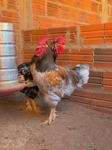 Galinha sertaneja balão ovos galados 