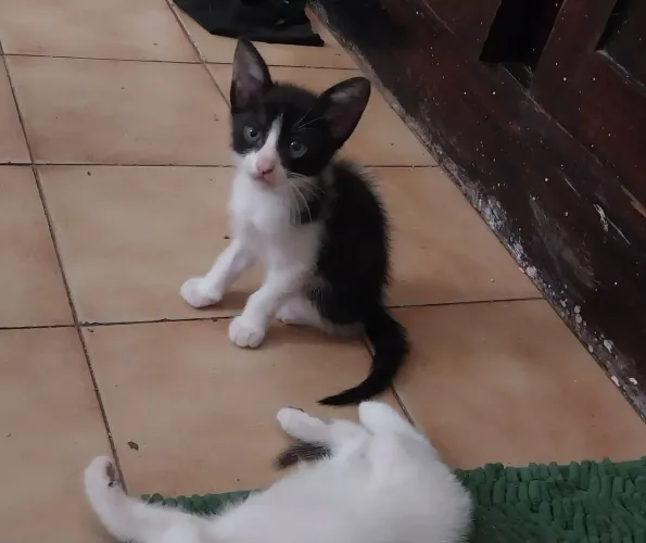 Gatos filhotes para adoção