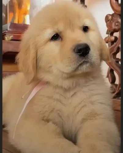 Golden Retriever - Escolha Seu Companheiro