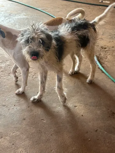 Doação de um cachorrinho
