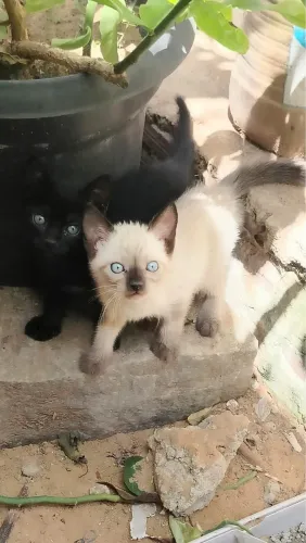 Gatos pra adoção 
