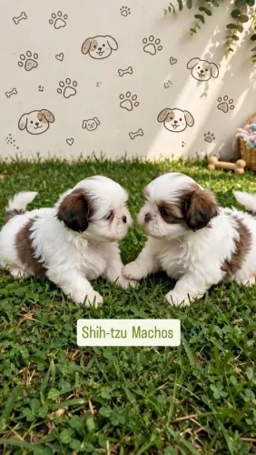 Shih-tzu Macho Até 1O Vezes Sem Juros