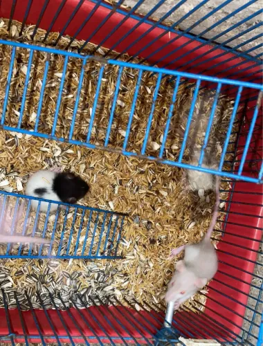 Ratos Twister diversos