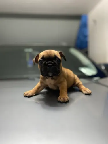 Buldogue francês (vender hoje )