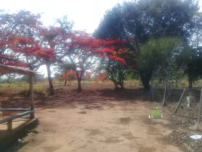 Vendo ótima chácara no núcleo rural Bonsucesso