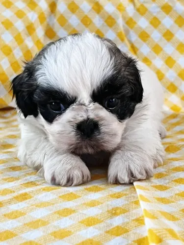 Bebes de pelo Longo na cor Preto e Branco - Entrega Gratis