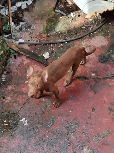 Doação pitbull filhote 
