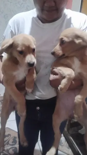 Lindas cachorrinhas