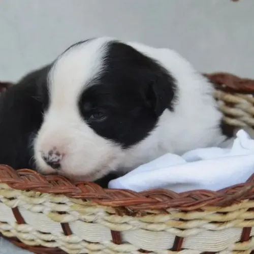 Filhotes de Border Collie | Uma dose diária de felicidade.