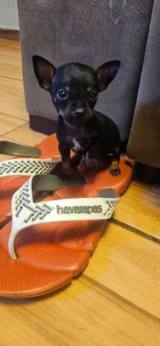 Pinscher fêmea 00