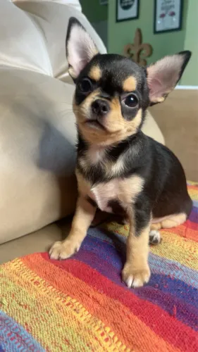 CHIHUAHUA MACHO