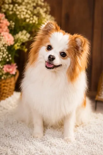 Spitz alemão fêmea
