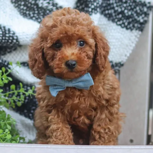 Poodle Toy Red: Pelagem exuberante,olhar curioso e um amor sem fim