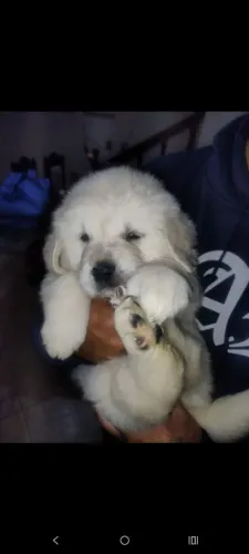 Filhotes de Golden Retriever 