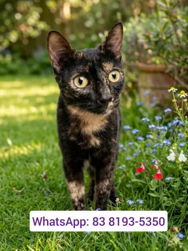 Gata carinhosa para adoção (castrada) 