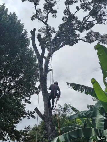 Poda e supressão de árvores