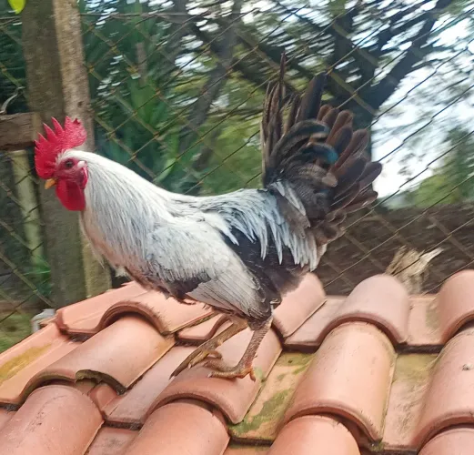 Ganizé