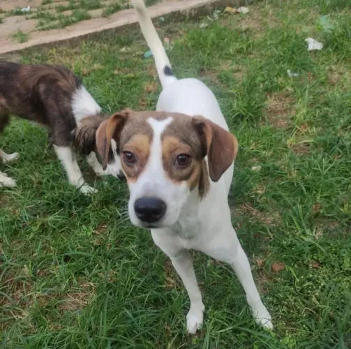 Adoção de cães 