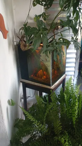 Aquário cubo