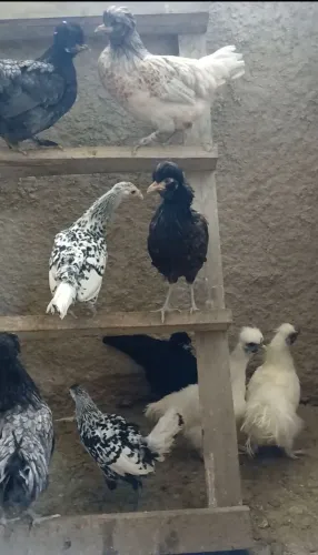 AVES ORNAMENTAIS