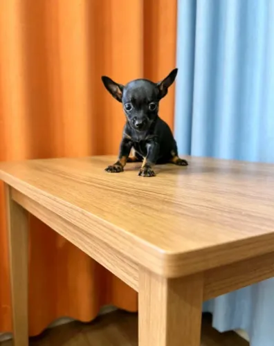 Pets lindinhos