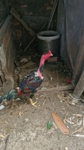 Vende se galo polaco carioca