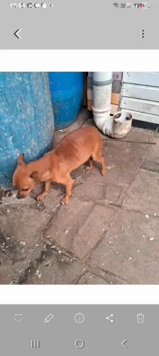Cachorrinho pinscher zero