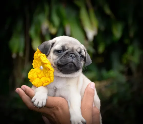 Pug mini disponível com entrega para hoje