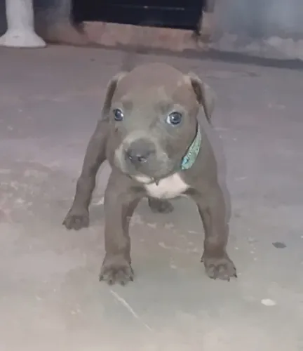 Pitbull