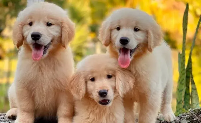 Golden retriever top lindos 