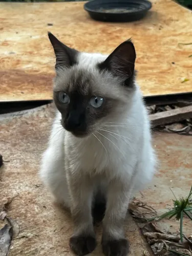 Gatinho Siamês 4 meses está gordinho 