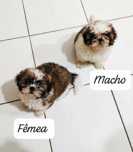 Filhotes de Shitzu