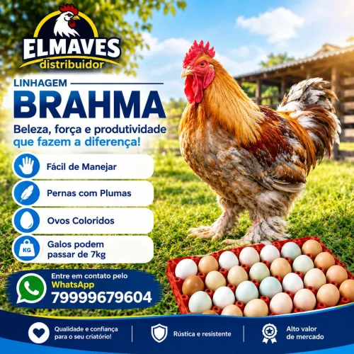 Pintos de Brahma