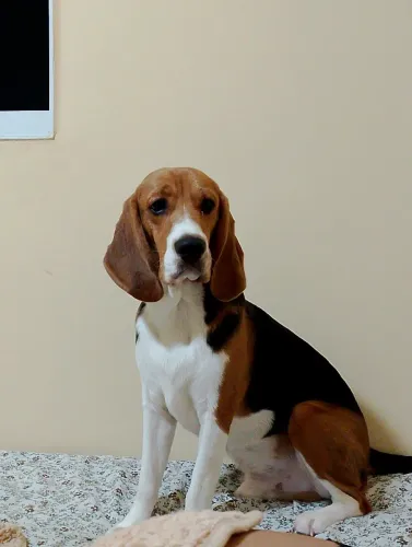 Beagle Macho 