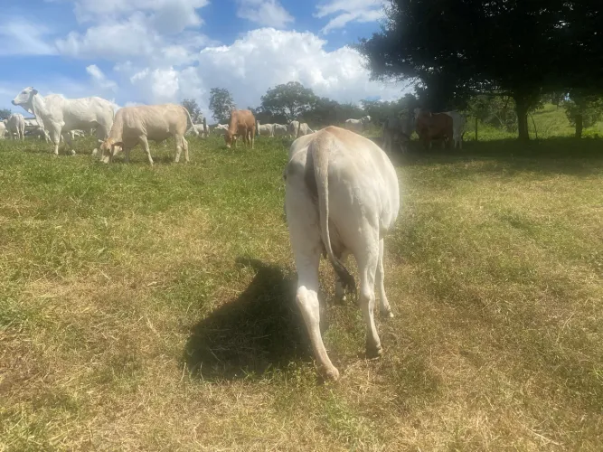 VACAS GORDAS 
