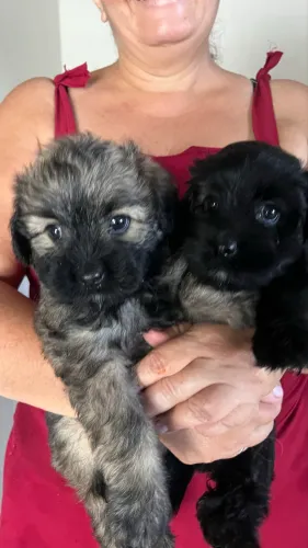 Filhote de cachorro