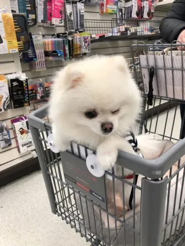 Lulu da Pomerânia simplesmente perfeito 