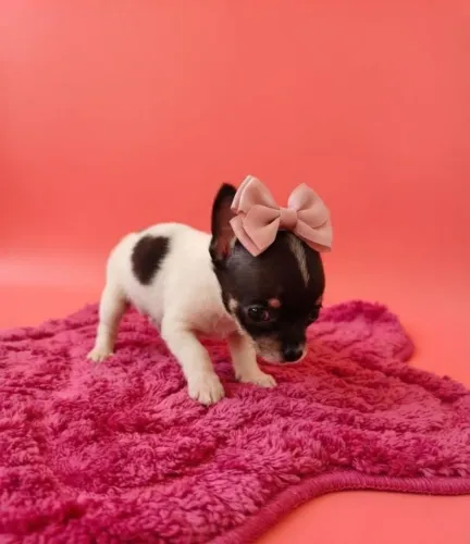 Pinscher Fêmea Disponível